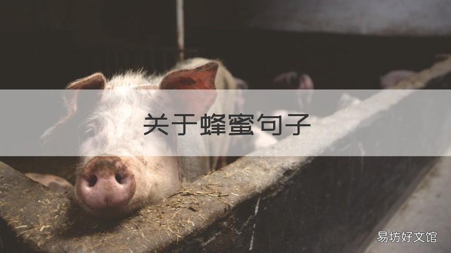关于蜂蜜句子 关于蜜蜂的短句