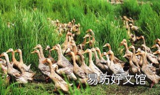 水质超标对鸭是否有影响 鱼塘水质不好与养鸭有没有关系