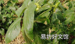 豇豆叶子发黄怎么办 豇豆叶子发黄怎么治