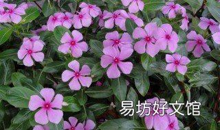 长春花介绍 长春花介绍,形状