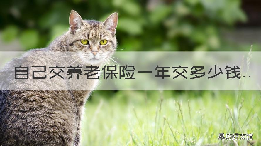 自己交养老保险一年交多少钱 今年自己交养老保险一年交多少钱