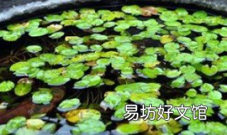 水缸种莲藕怎么种 水缸种莲藕怎么种好