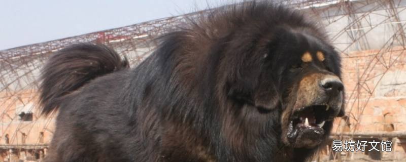 藏獒长什么样 藏獒长什么样子 凶猛