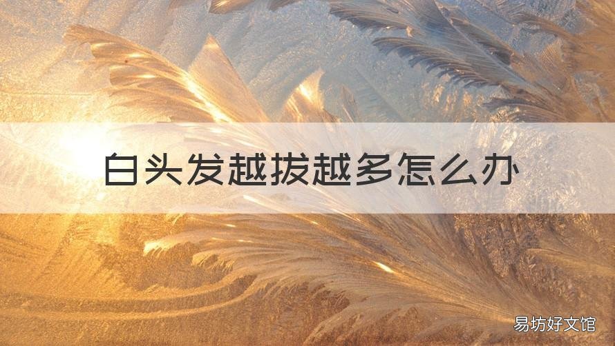 白头发越拔越多怎么办 白头发能越拔越多吗