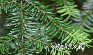 铁杉的养殖方法 铁如何栽培与养殖