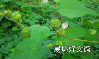 苘麻的功效 苘麻的功效与作用,苘麻的副作用