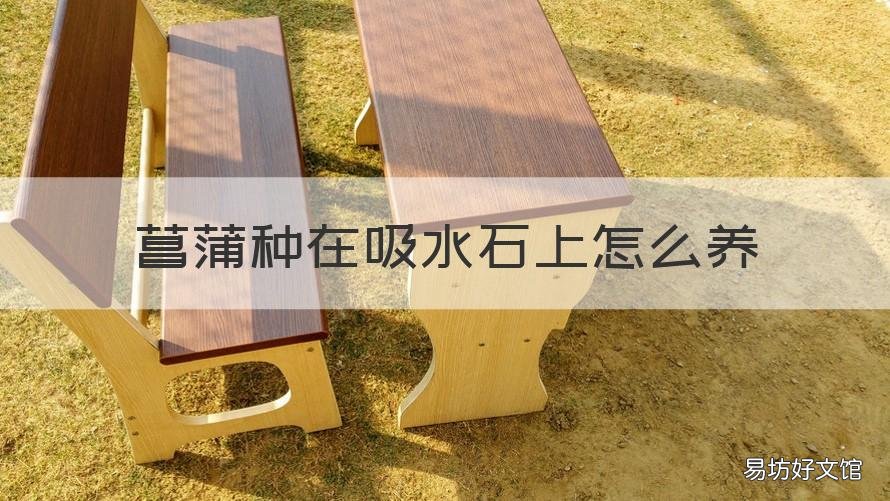 菖蒲种在吸水石上怎么养 石菖蒲吸水石种植