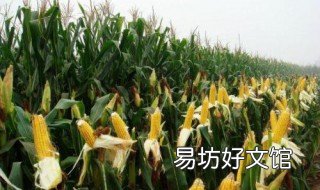 三种人不能吃玉米 什么人不可以吃玉米