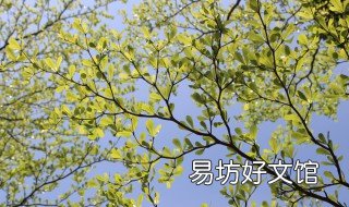 榄仁的养殖方法 橄榄的养殖方法和注意事项