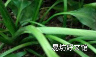 土培白掌烂根如何进行补救 土培白掌烂根如何进行补救呢