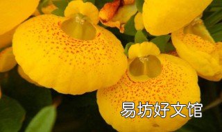 荷苞花的养殖方法 荷包花的养殖方法