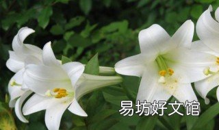 百合花的盆栽方法是什么 百合花的栽种方法