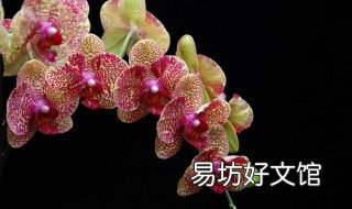 朱雀花的养殖方法 花孔雀朱顶红养殖方法