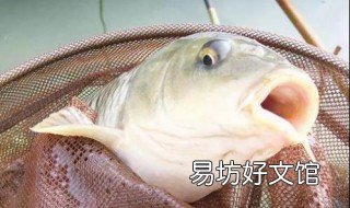 2.5子线能钓多大鱼 2.5的钓鱼线可以钓多大的鱼