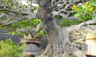 象牙树的养殖方法 象牙松树的种植技术