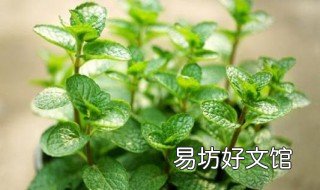 薄荷是否会自己分株 薄荷可以分株吗