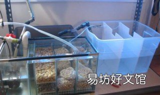 如何自制鱼缸过滤系统 自制鱼缸过滤系统多久生成消化细菌