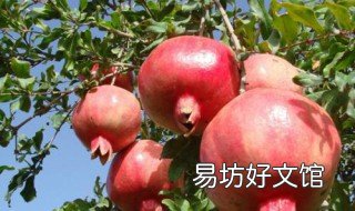 石榴树如何剪桃树枝 怎样给石榴树剪枝