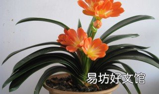 什么人不能养君子兰 什么人不能养君子兰花
