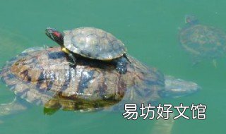 梦见乌龟有什么预兆吗 梦见乌龟是怎么回事