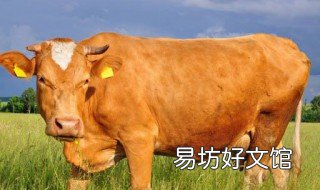 梦见牛是什么预兆 梦见牛是什么预兆解梦