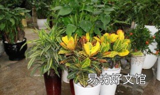 变色木的养殖方法 变色木的养殖方法和注意事项花语