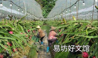火龙果种植技术详解 火龙果的栽培技术 火龙果种植