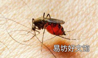 啤酒灭蚊子方法 啤酒配什么能杀死蚊子