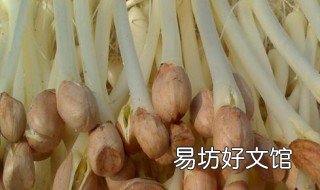 花生芽的食用禁忌 花生芽忌什么食物