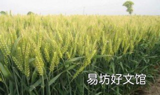 9个小麦品种 小麦 品种
