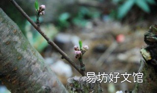 9月份桃树嫁接最佳方法 什么季节嫁接桃树