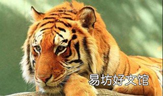 1998出生属虎女的婚姻状况详细解析 1998年属虎女一生婚姻