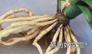 君子兰根烂是否可以救活 君子兰根烂是否可以救活它