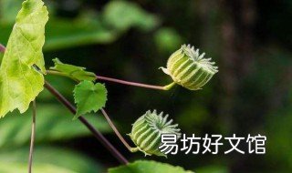 苘麻的功效与作用 苘麻的功效与作用,苘麻的副作用