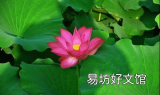荷花对水有什么要求 荷花喜欢什么水