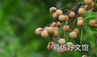 四季龙眼种植方法 四季龙眼种植方法图解