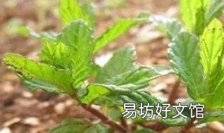 薄荷的播种时间 薄荷何时播种