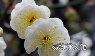梅花的嫁接方法 梅花的嫁接方法有哪些