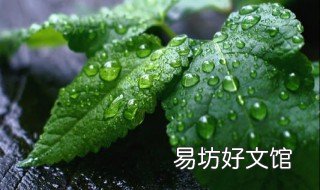 薄荷如何进行种植 薄荷如何种植才能爆盆