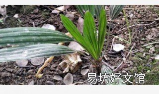 养殖仙茅的注意事项 仙茅的生长环境