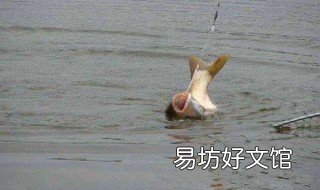抛竿钓鲢鳙钓多深 抛竿钓鲢鳙钓深点怎么抛