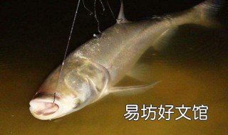 夜钓鲢鳙妙招 夜钓鲢鳙的注意事项