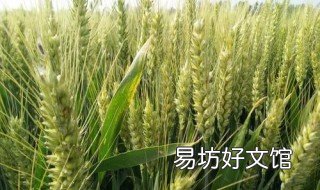 矮杆小麦品种 矮杆小麦品种有哪些