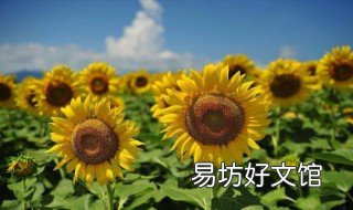 向日葵种植方法 盆栽向日葵种植方法