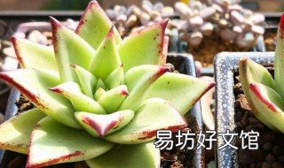 养殖乌木的注意事项 乌木的养殖方法和注意事项