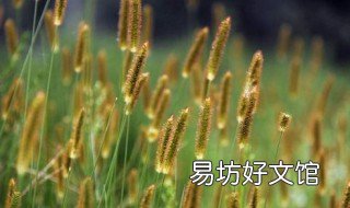 养殖猫尾草的注意事项 猫尾草能种地上吗