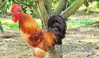 养鸡必备三种药物 养鸡防病的药物有哪些