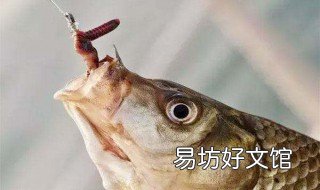 秋天用蚯蚓钓鱼技巧 晚秋用蚯蚓钓鱼的技巧