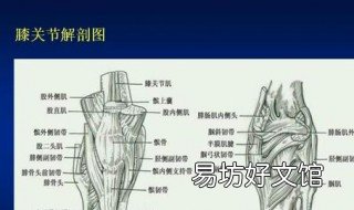 膝盖韧带损伤怎么恢复