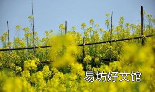 油菜种植时间和方法 油菜种植时间和方法株距和行距